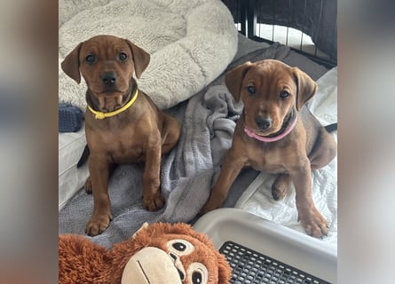 Deutscher Pinscher Welpen aus dem Haus ,,Cava Land" FCI Zucht