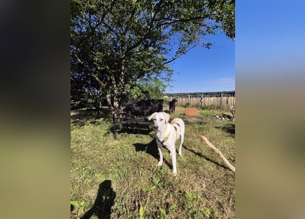 Wayne: Familienhund und treuer Begleiter