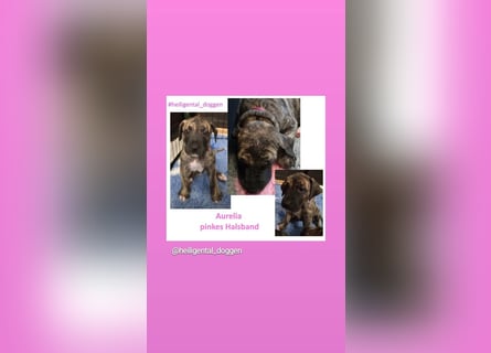 Deutsche Doggen Welpen US Linie Sonderfarben
