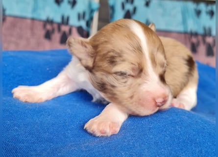 Bezaubernde Welpen aus Bolonka Zwetna und Pomeranian (Zwergspitz)