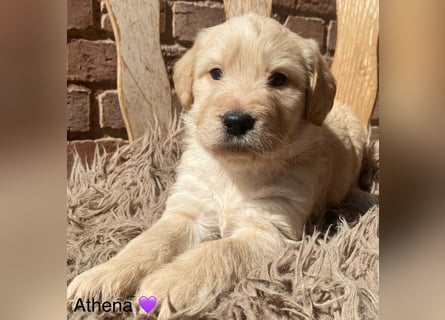 Labradoodle F1 apricot