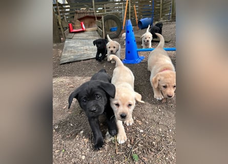 Labrador Retriever Welpen, reinrassig, Ahnenpass uvm., schwarz und gelb