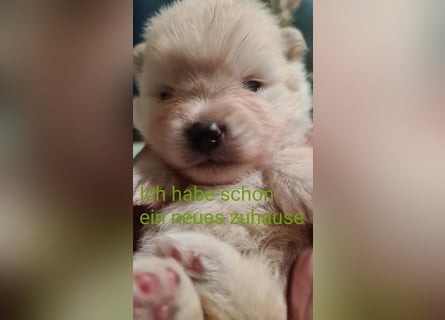 zuckersüße Pomeranianwelpe