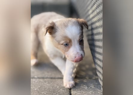 Wunderschöne Border Collie Welpen