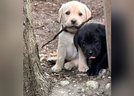 Labrador Retriever Welpen, reinrassig, Ahnenpass uvm., schwarz und gelb
