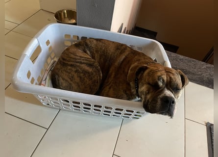 Continental Bulldog Hündin