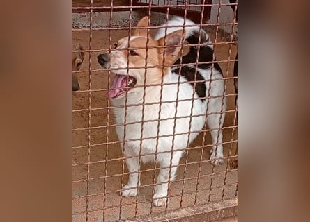 ❤️ superlieber Schmusebär BARNEY - 2,5 Jahre, 28cm/9kg - Jack-Russell-Mix ❤️