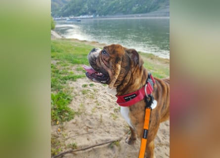 neues Herrchen oder Frauchen für Old English Bulldog dringend gesucht