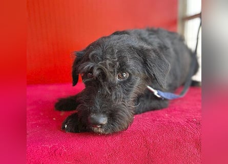 knuffiger kleiner THEO - 8 Monate, 40cm/9kg - Schnauzer-Mix