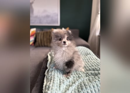 Zwergspitz Pomeranian Welpen Black Tan Merle Sable