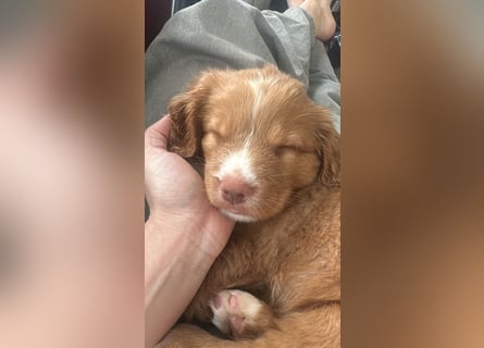 Nova Scotia Duck Tolling Retriever-Welpen – Einzigartige Schätze aus liebevoller Zucht