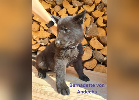 DSH Deutscher Schäferhund - Welpen lackschwarz