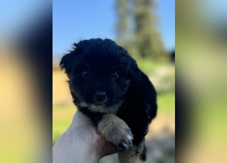 Einzigartige Mini Aussies