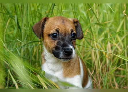 Jack Russell Terrier Welpe (Rüde) abzugeben!