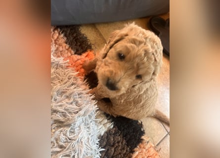 Goldendoodle mini Medium Doodle Abgabe an Pfingsten