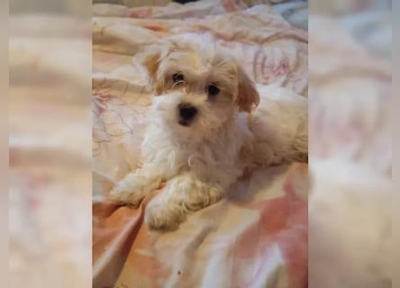 Maltipoo Welpen, Rüden
