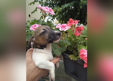 Jack Russell Terrier HÜNDIN mit CHIP/Eu-Pass AB SOFORT