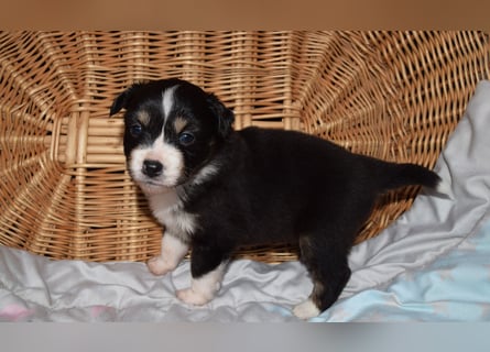 Traumhafte Mini Aussie Welpen, aus seriös. Zucht!