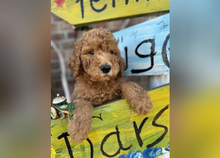 GoldenDoodle Welpen 