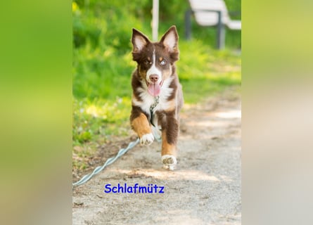 Australian Shepherd Welpen Rüden, ASCA