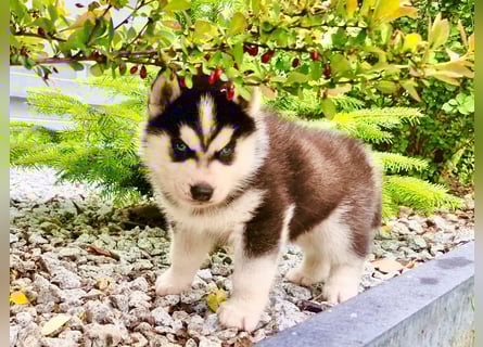 FCI Pedigree Blue Eyed Black & White Siberian Husky Champion Puppy