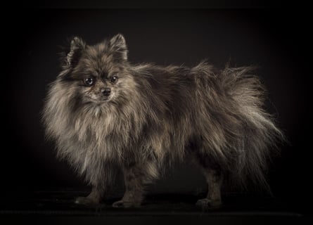 Liebevolle Zwergspitz Pomeranian Zucht