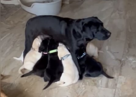 Labrador Retriever Welpen, reinrassig, Ahnenpass uvm., schwarz und gelb