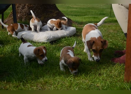 Jack Russell Welpen zu verkaufen
