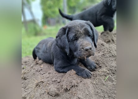 1 Labrador Welpe Rüde mit Ahnentafel