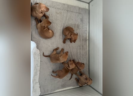 Magyar Vizsla Welpen in Erwartung