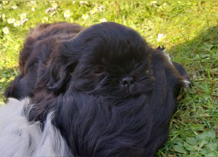 Reinrassige Shih Tzu  Welpen suchen ab 07.05. ein neues zu Hause