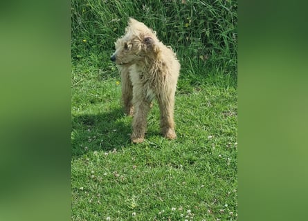 Labradoodle Hündin