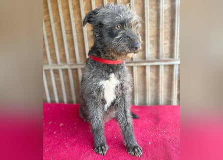 ❤️ kuschelige Familienhündin TAMI - 2 Jahre, 45cm/14kg - Schnauzer-Pumi-Mix ❤️