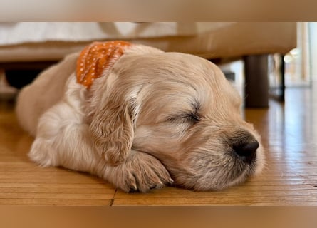 Golden Retriever Welpen