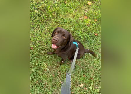 Therapie Hund Eignung 14 Monate Labrador Rüde Mega lieb