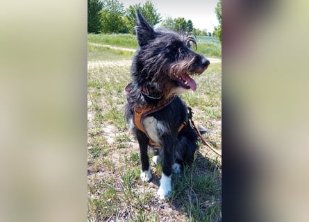 Süsse Phoebe sucht ihr Für-Immer-Zuhause!