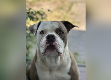 Amerikanische Bulldogge sucht ein zuhause