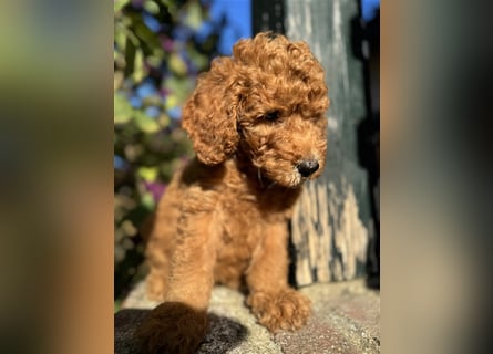 GoldenDoodle Welpen 