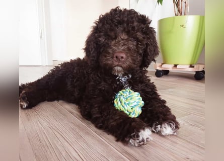 Lagotto Romagnolo / Wasserhund/ Trüffel Suchhund