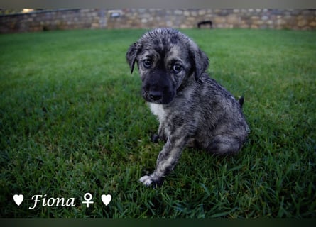 Fiona und Fineas suchen ab Anfang August ein Zuhause