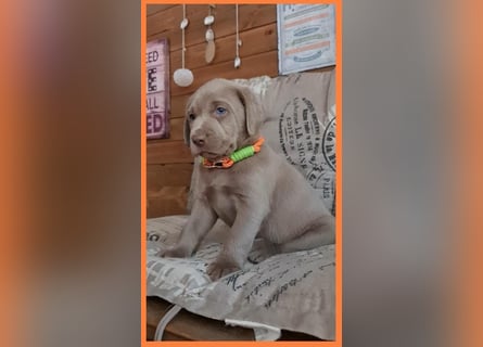 Labrador Aussiedor Welpen  in silber und silber merle aus liebevoller Zucht