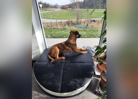 Schäferhund-Rodesien Ridgeback Michling  8 Monate