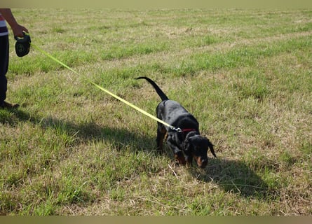 Gordon Setter Mädchen Sheila und Scarlett suchen nette Kuschelpartner
