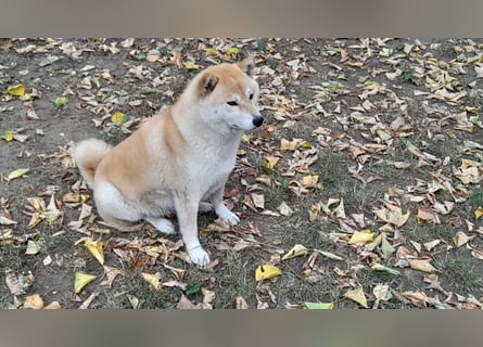 Wunderschöne Shiba Inu Welpen suchen ein liebevolles Zuhause!