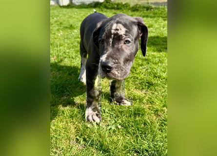 Superschöne nicht ganz reinrassige Deutsche Doggenwelpen können bald ausziehen