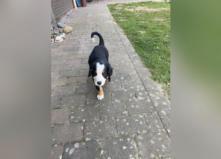 Sehr Liebe Hunde Appenzeller Sennen