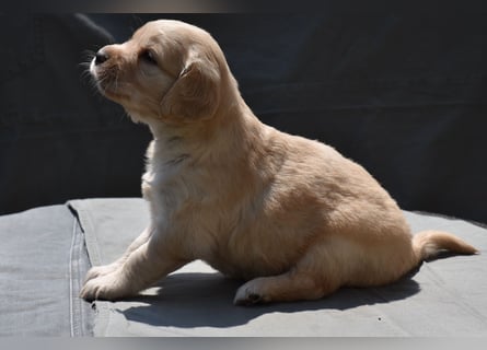 süße reinrassige Goldenretriever Welpen geboren