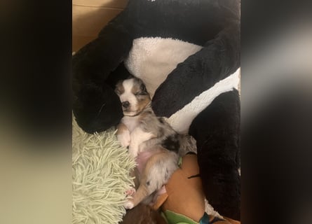 Mini Australien Shepherd Welpen suchen Traumzuhause