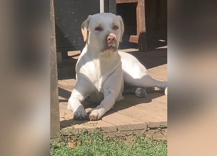 Labrador