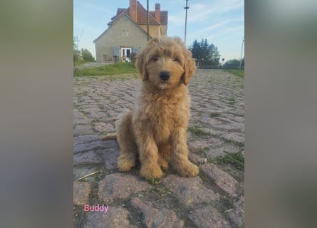 Wunderschöne Labradoodle Welpen, dürfen jetzt ausziehen!